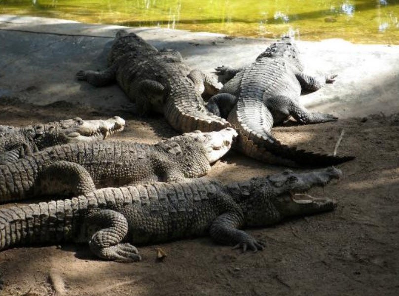 Croco Cun Zoo, Mexico